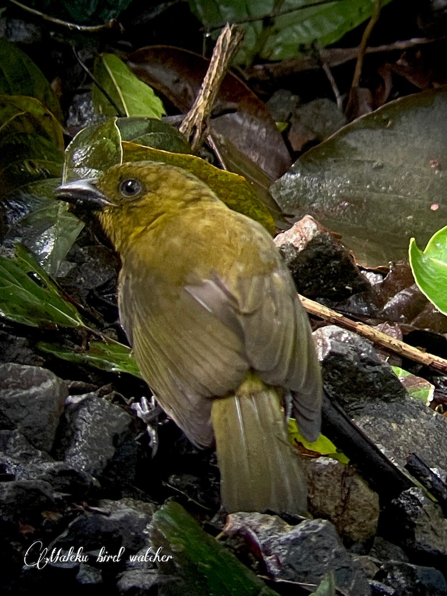 Carmiol's Tanager - ML627409293