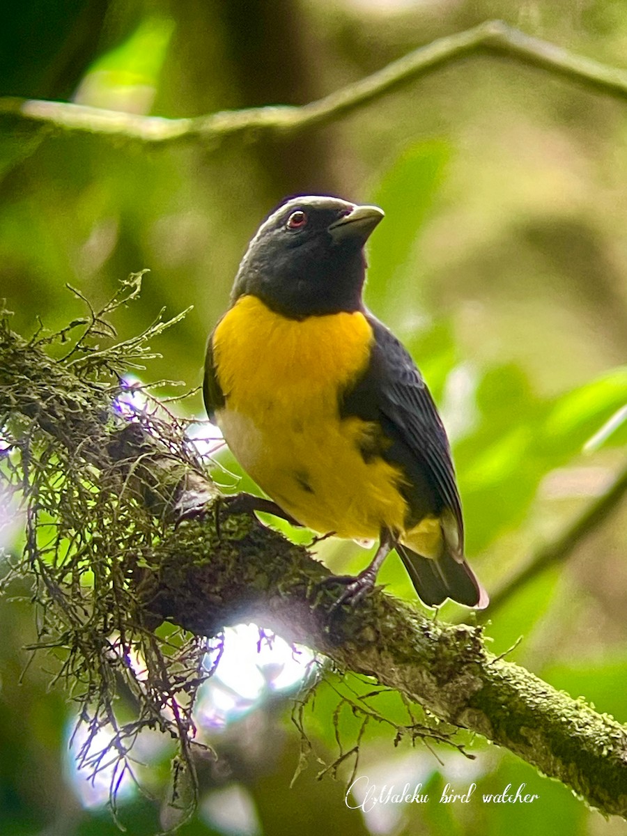 Blue-and-gold Tanager - ML627409309