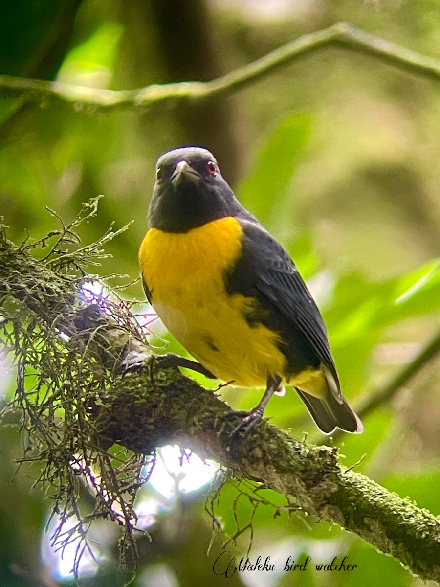 Blue-and-gold Tanager - ML627409310