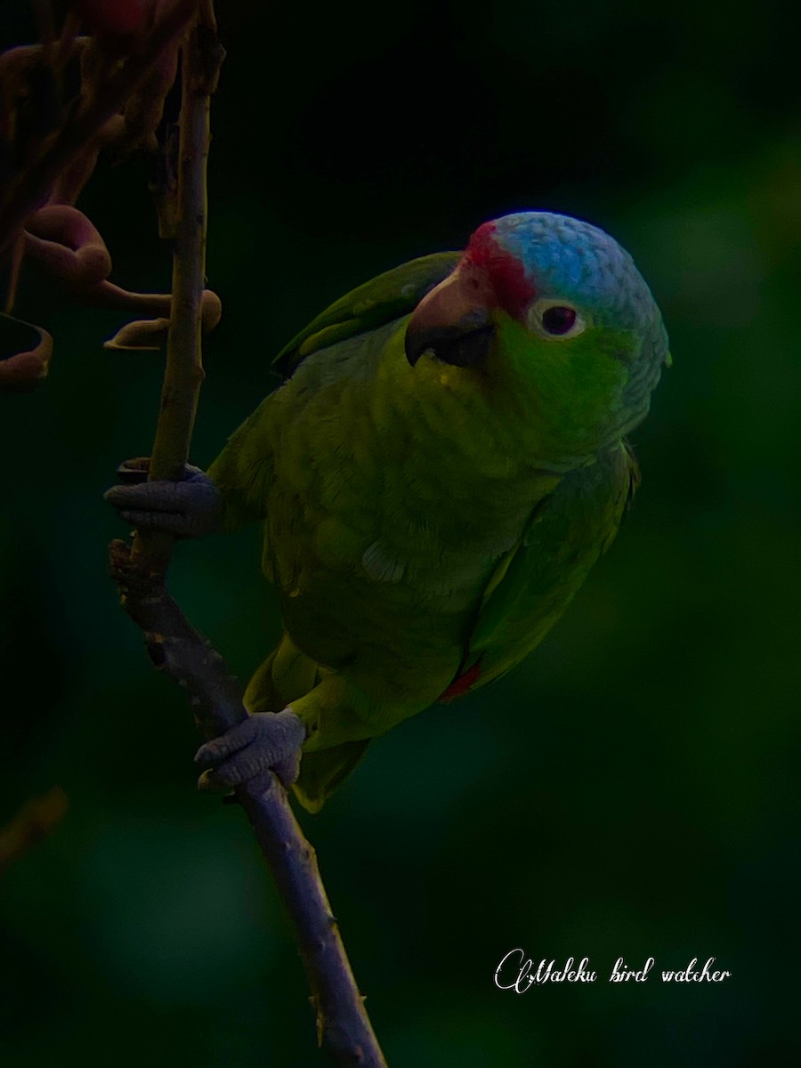 Red-lored Amazon - ML627409341