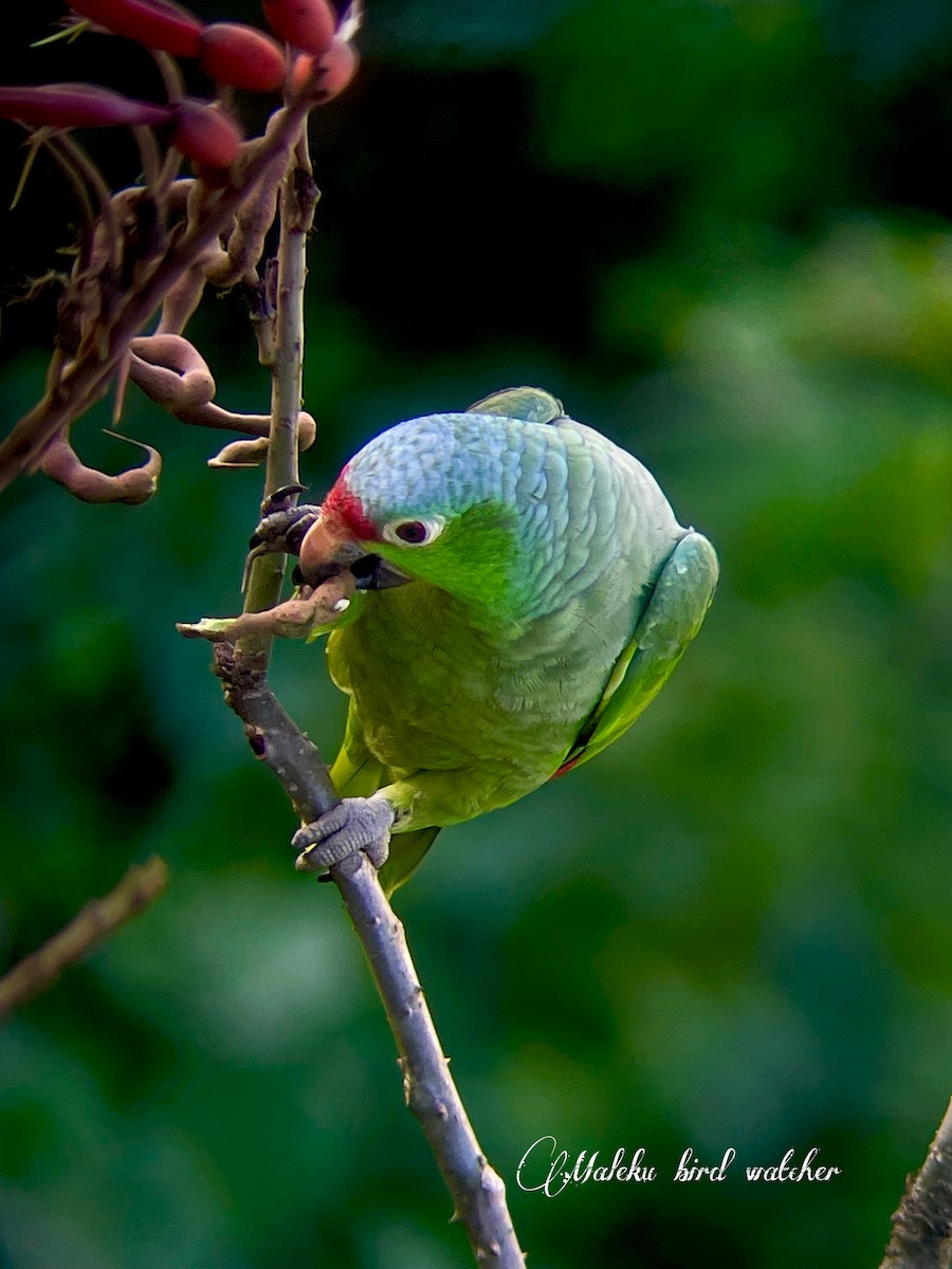 Red-lored Amazon - ML627409342