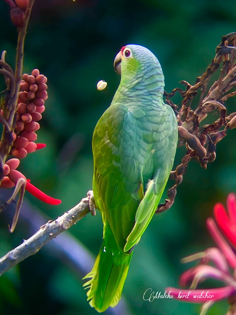 Red-lored Amazon - ML627409343