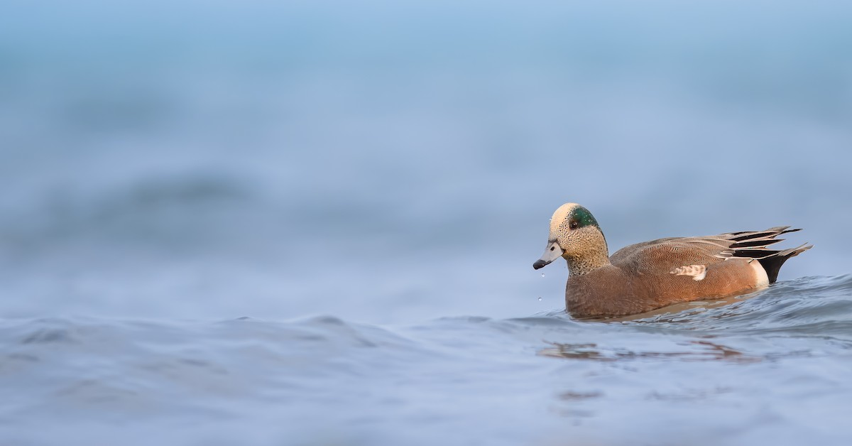 American Wigeon - ML627409349