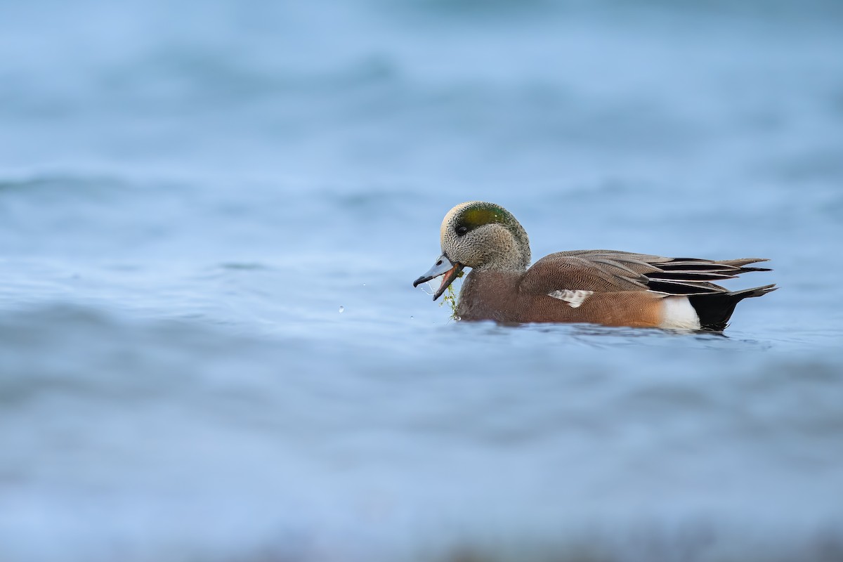 American Wigeon - ML627409351