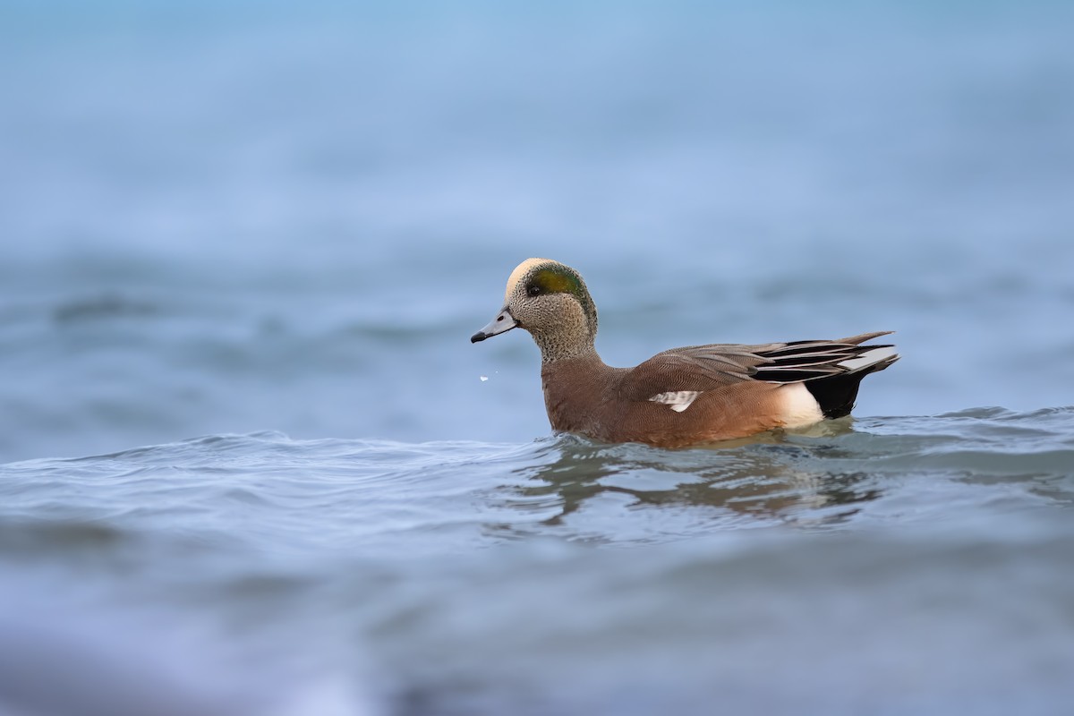 American Wigeon - ML627409353