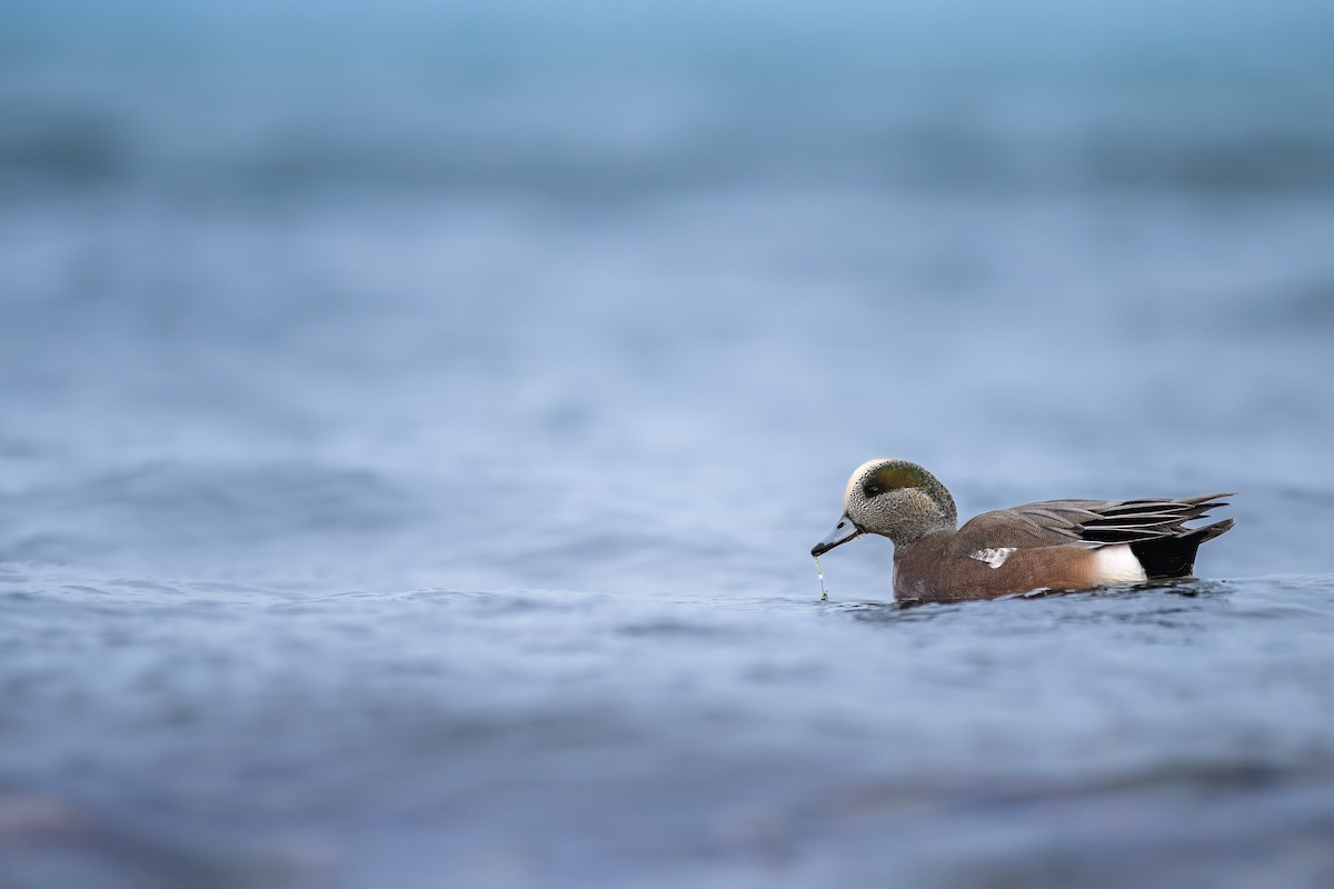 American Wigeon - ML627409354