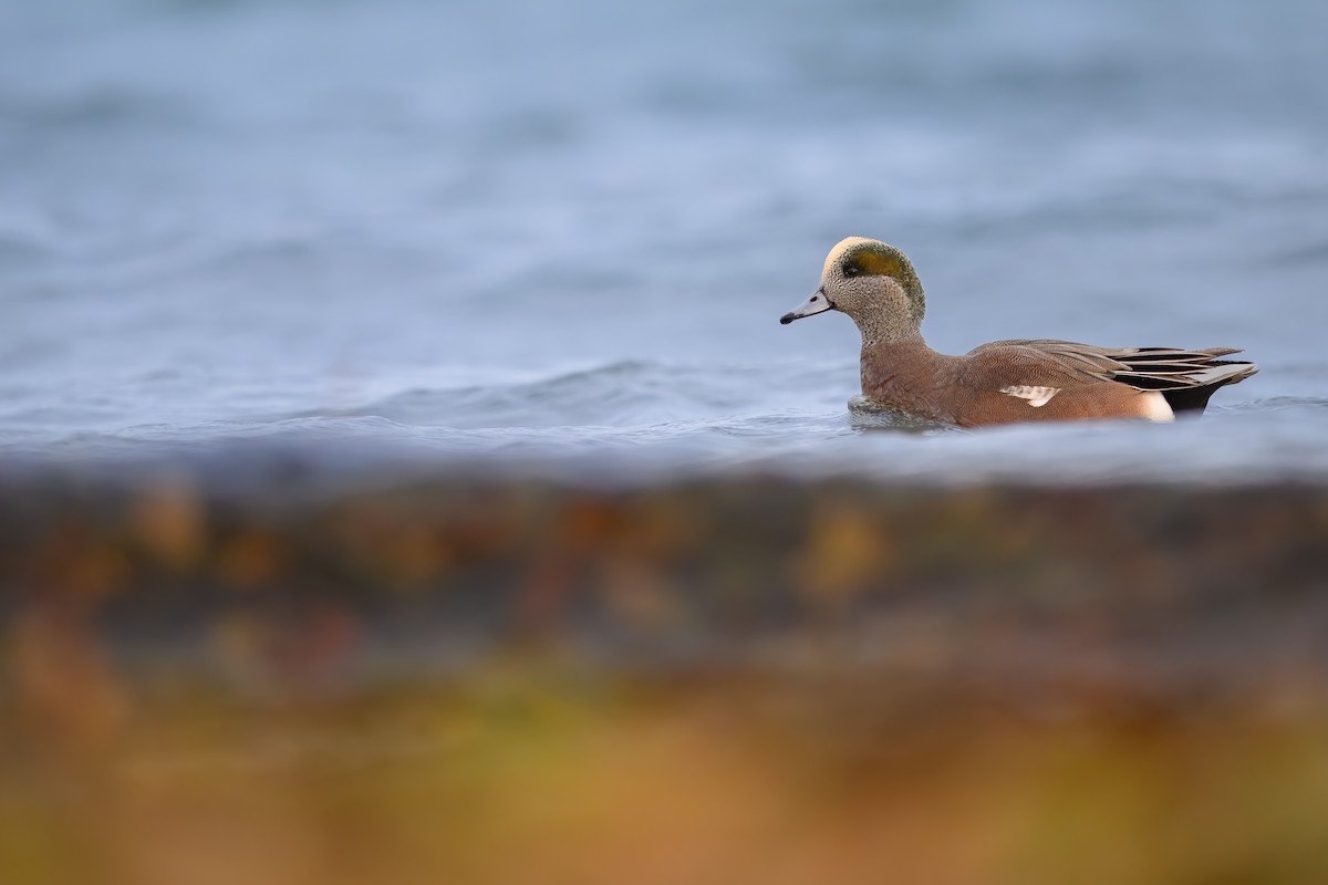 American Wigeon - ML627409356