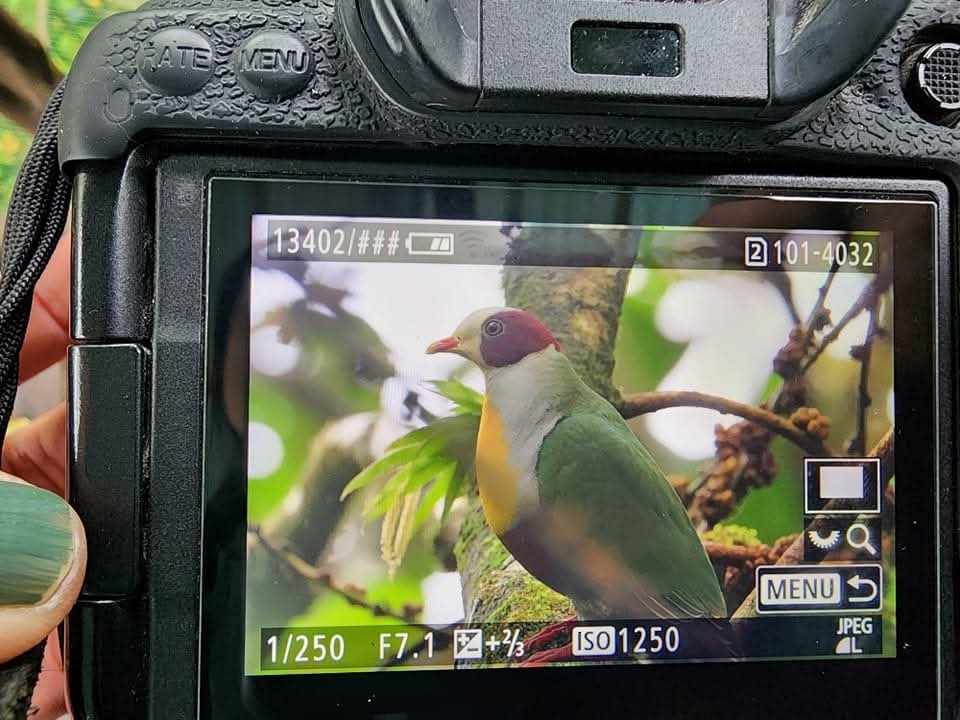 Yellow-breasted Fruit-Dove - ML627409378