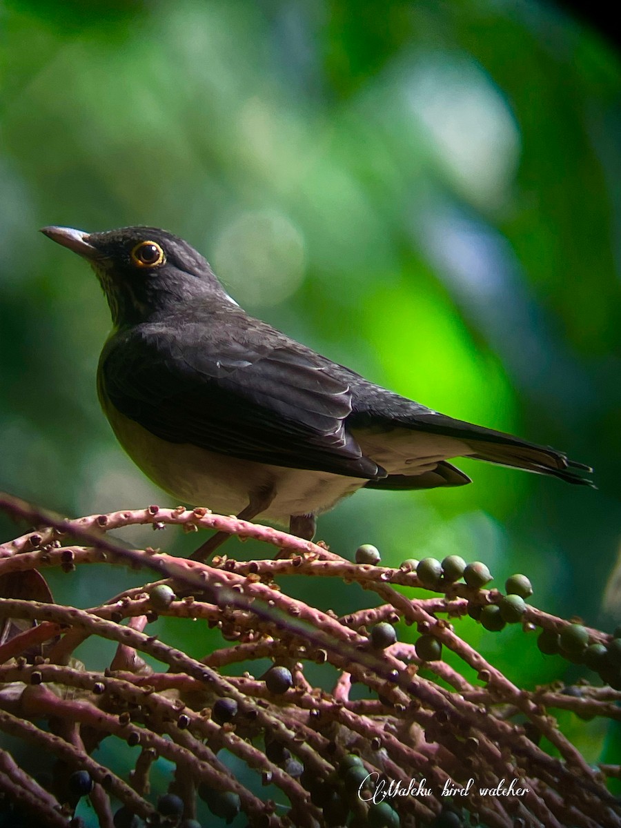 White-throated Thrush - ML627409402