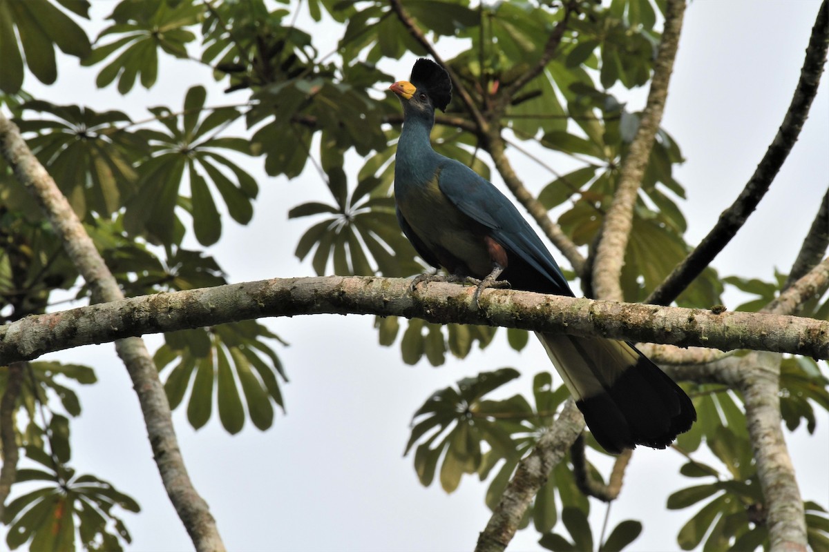 Great Blue Turaco - ML627409487