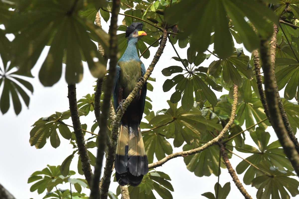 Great Blue Turaco - ML627409500