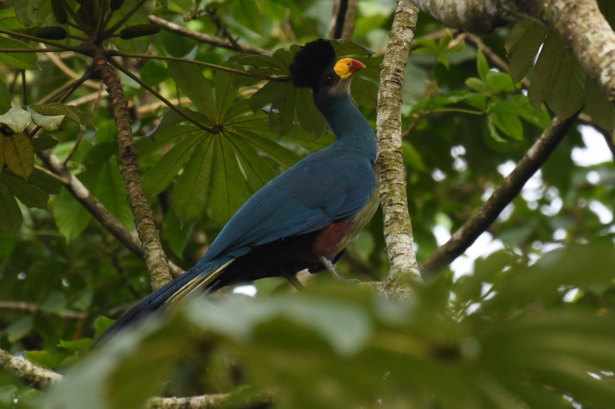 Great Blue Turaco - ML627409506