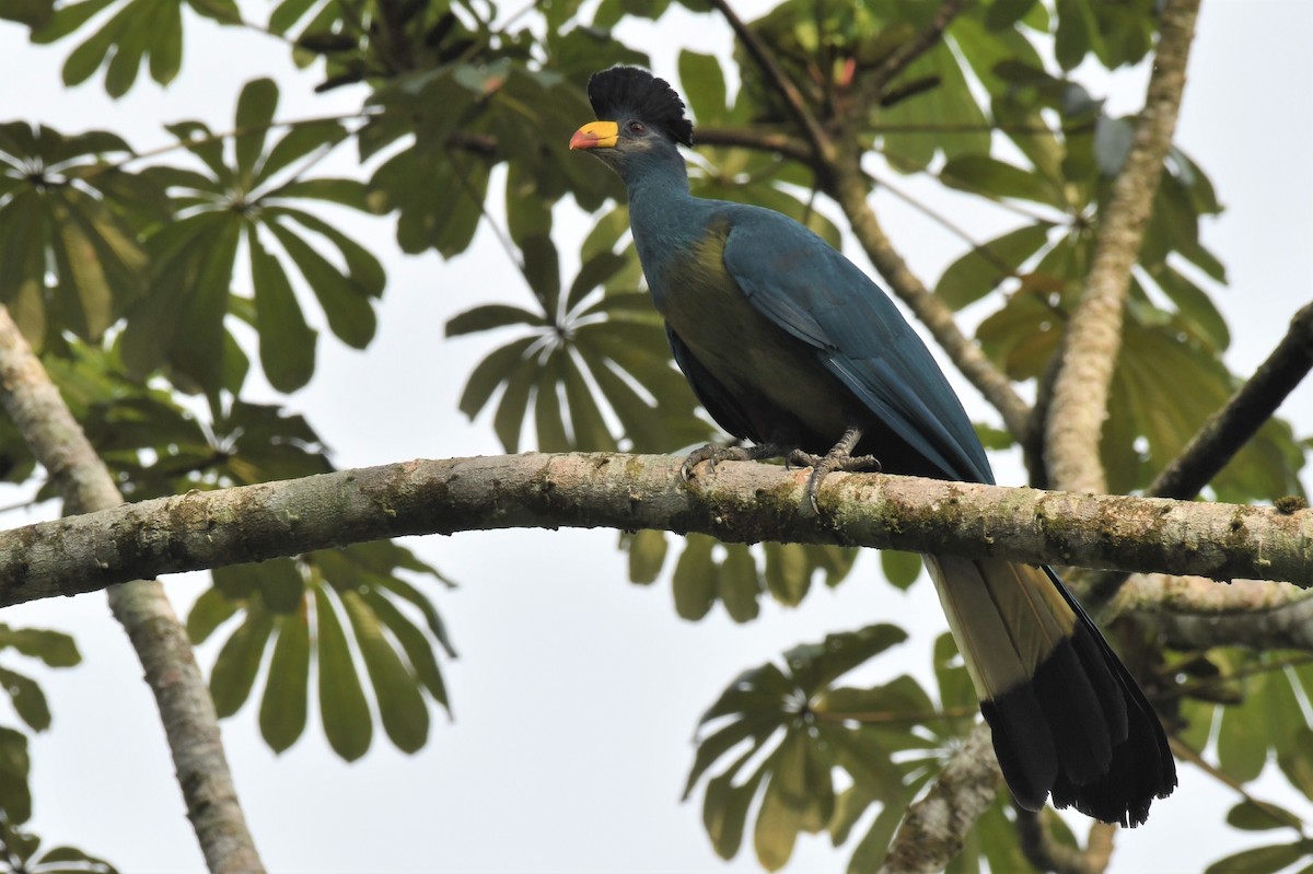 Great Blue Turaco - ML627409508