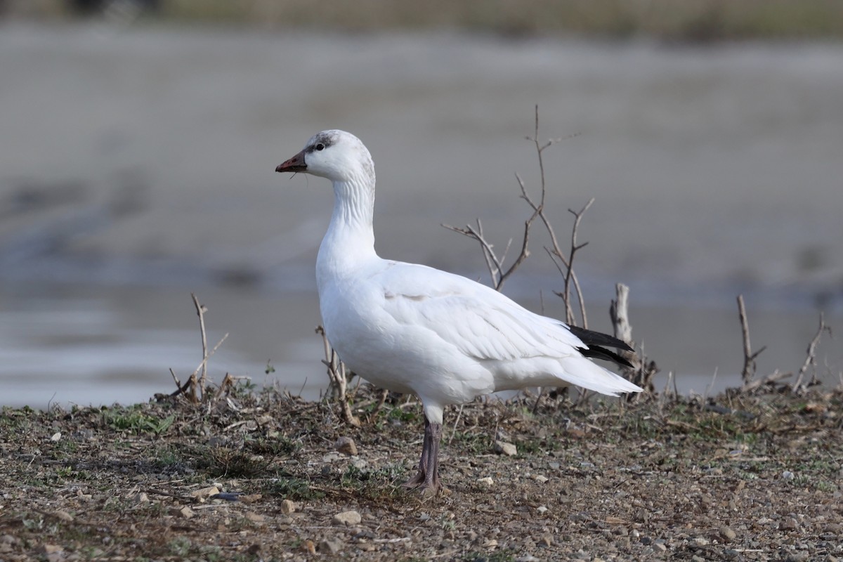 Ross's Goose - ML627409690