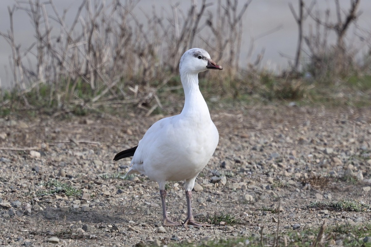 Ross's Goose - ML627409691