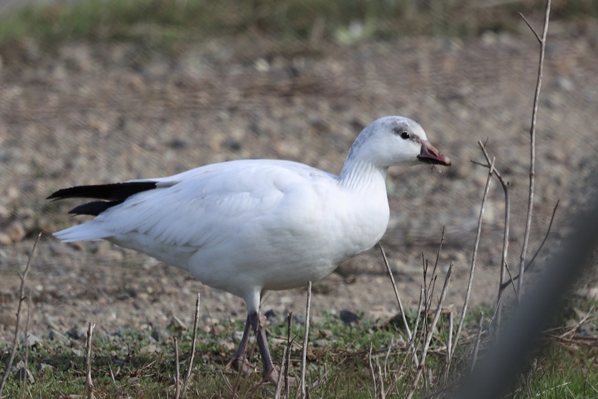 Ross's Goose - ML627409692