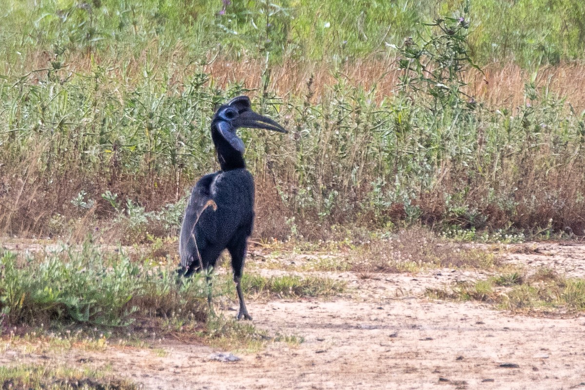 Blaugesicht-Hornrabe - ML627409710