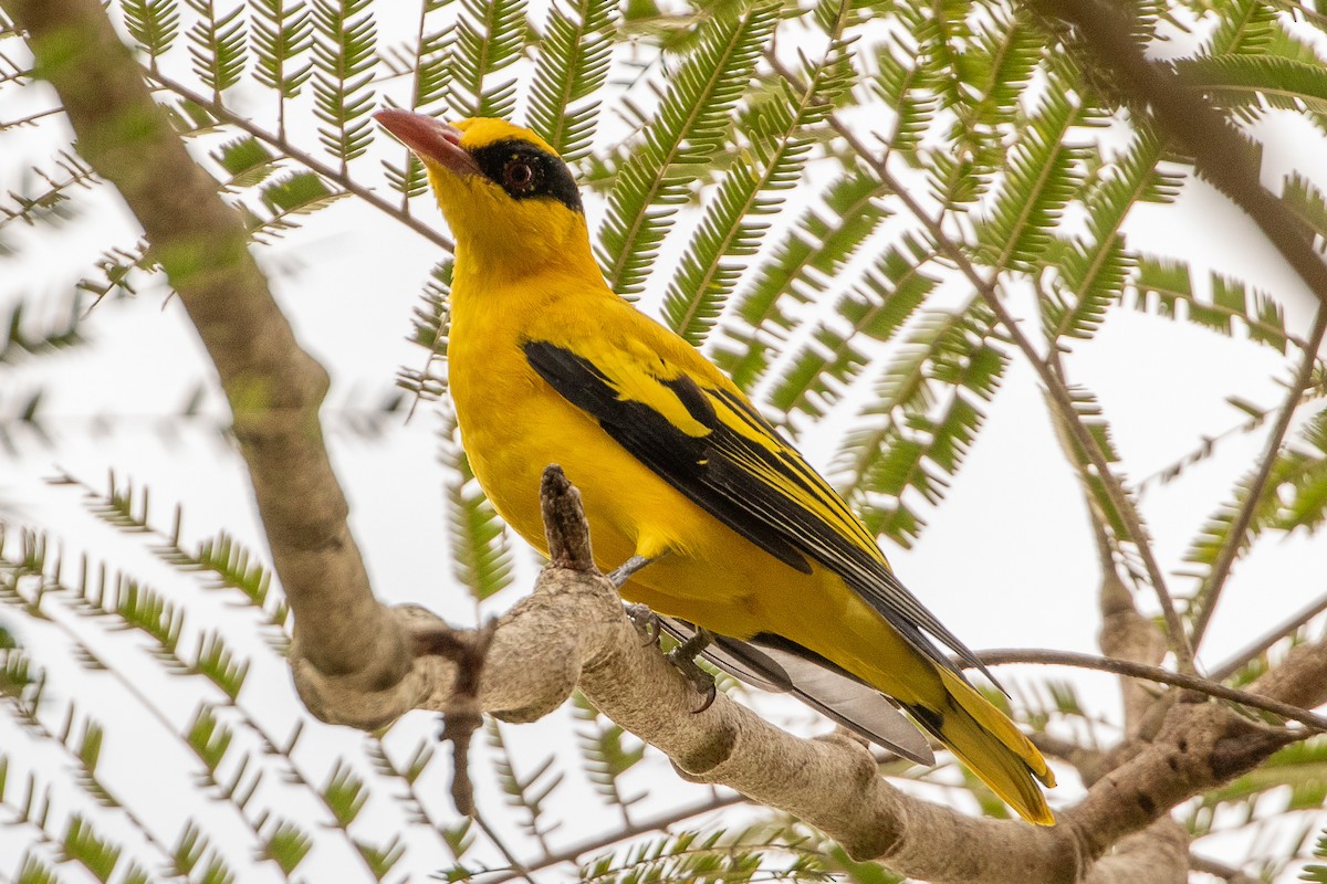 African Golden Oriole - ML627409727