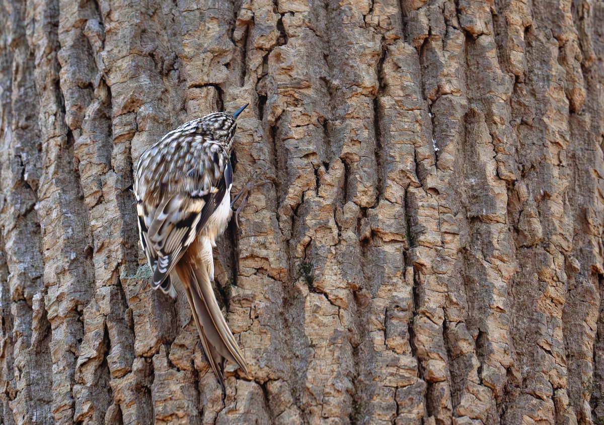 Brown Creeper - ML627409866