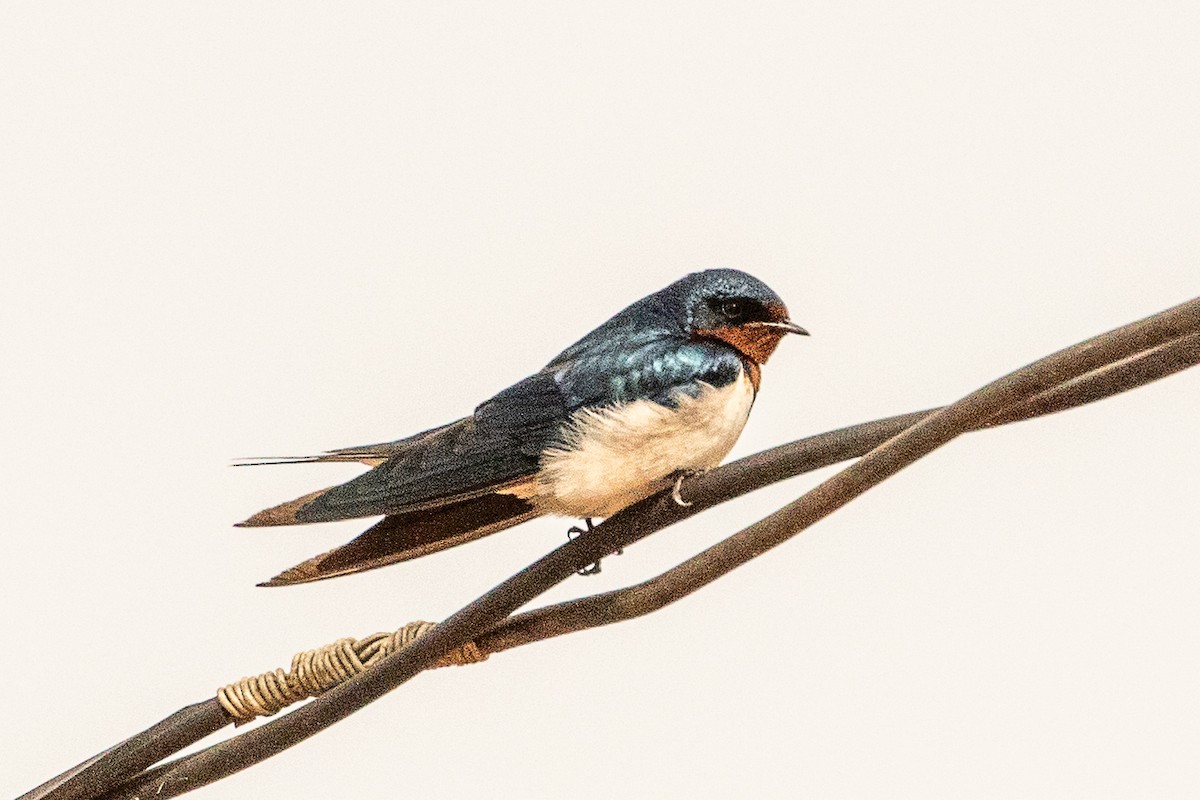 Red-chested Swallow - ML627409905