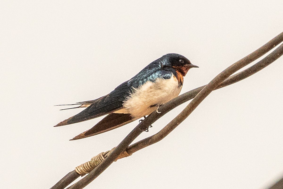 Red-chested Swallow - ML627409906