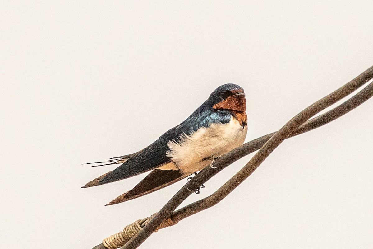 Red-chested Swallow - ML627409907