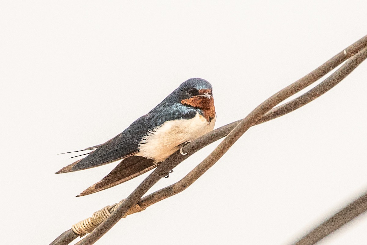 Red-chested Swallow - ML627409909