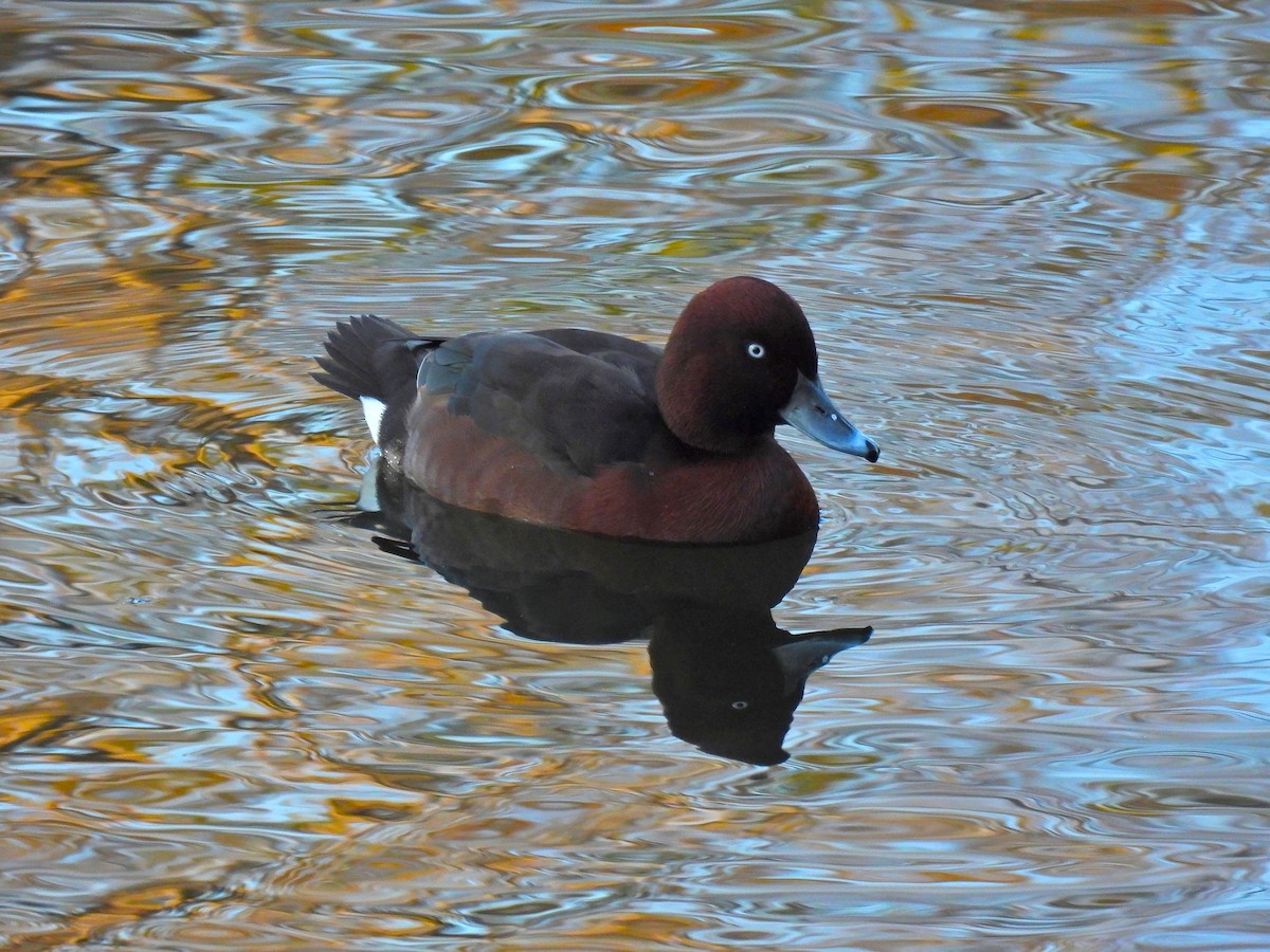Ferruginous Duck - ML627409942