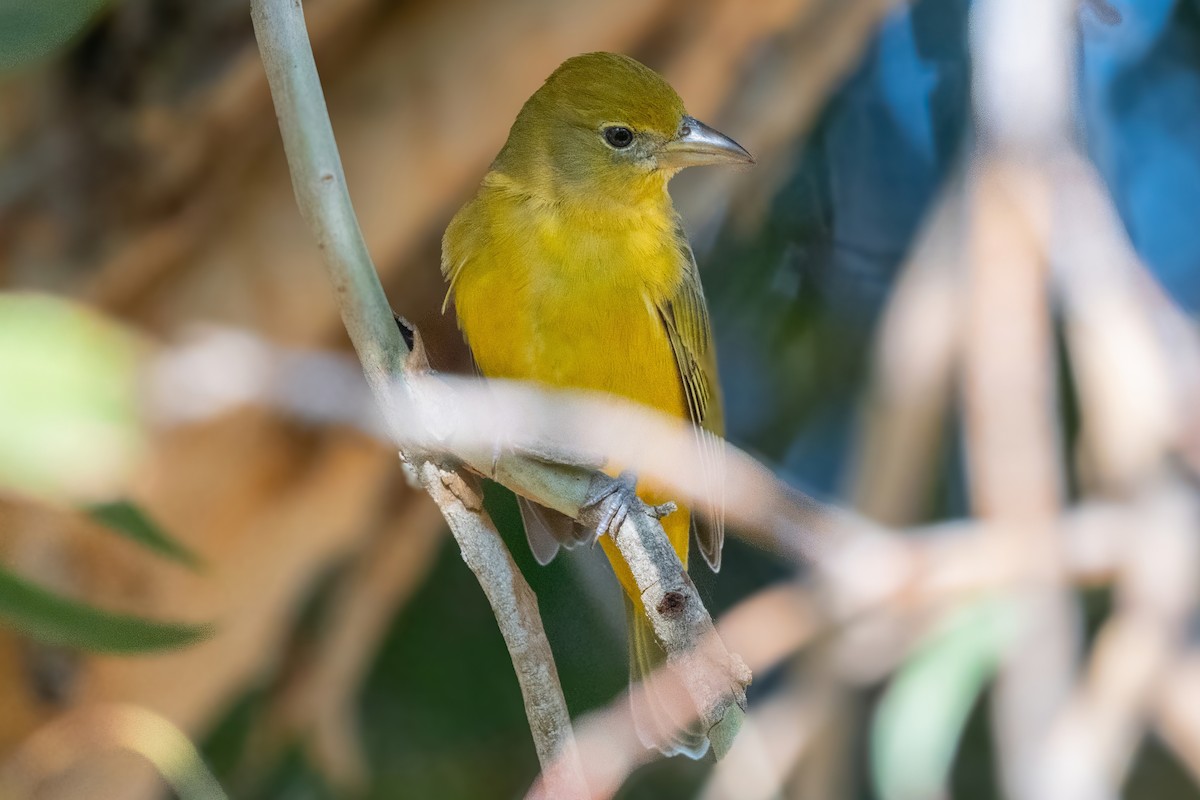 Summer Tanager - ML627409955