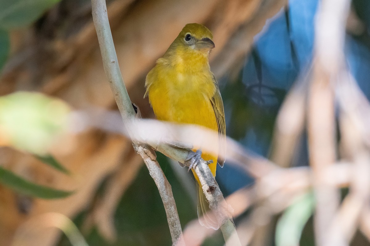 Summer Tanager - ML627409961