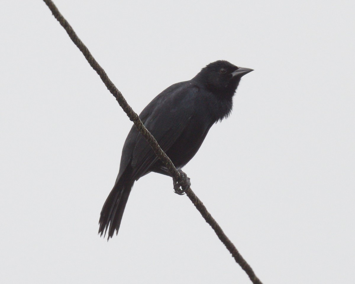 Scrub Blackbird - ML627409977