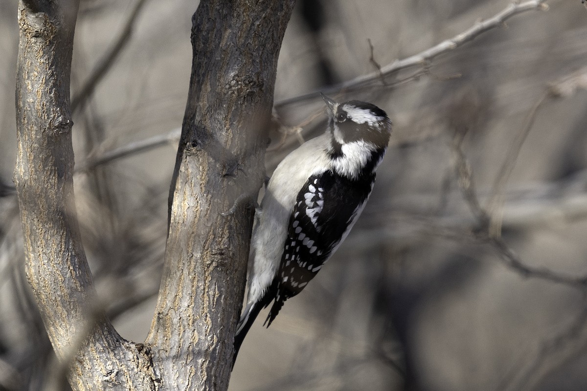 Downy Woodpecker - ML627410007
