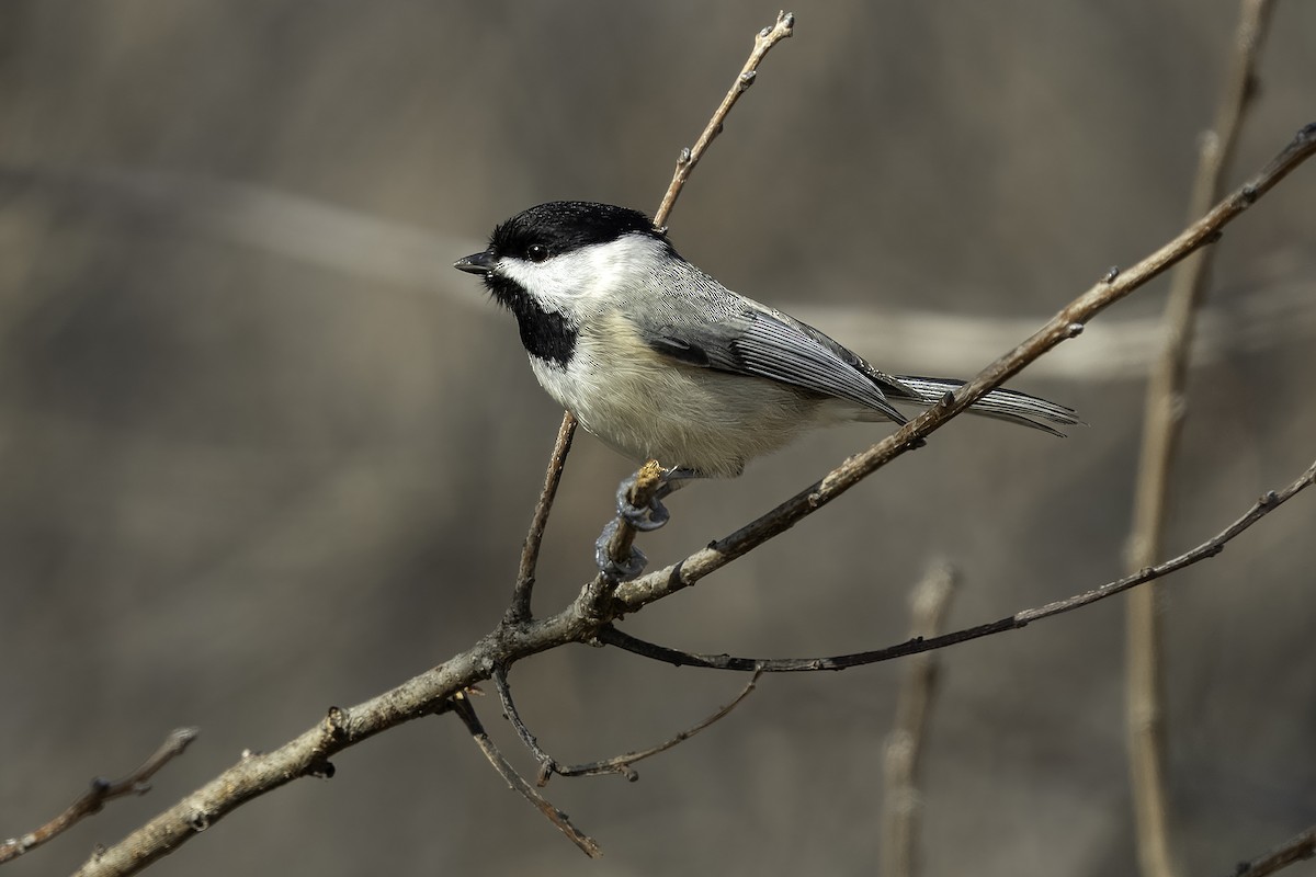 Carolina Chickadee - ML627410018