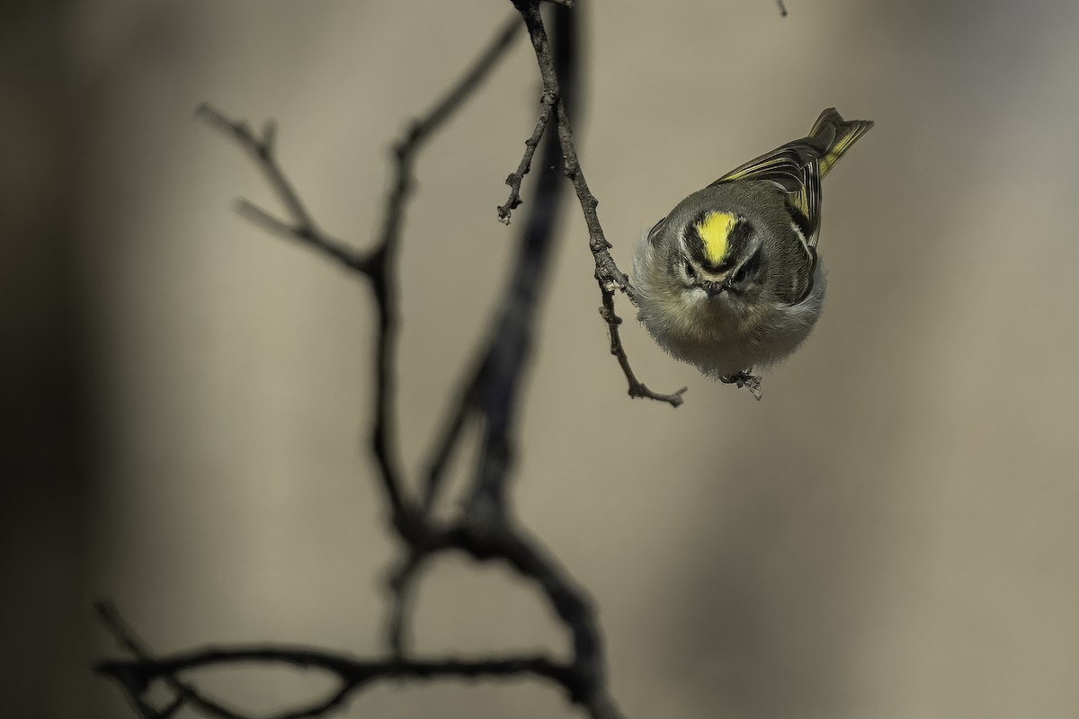 Golden-crowned Kinglet - ML627410030
