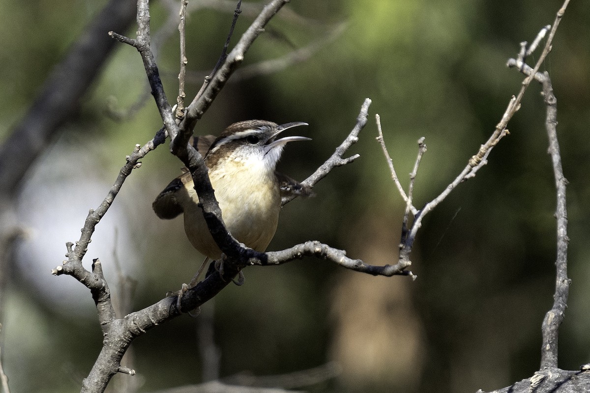Carolina Wren - ML627410053