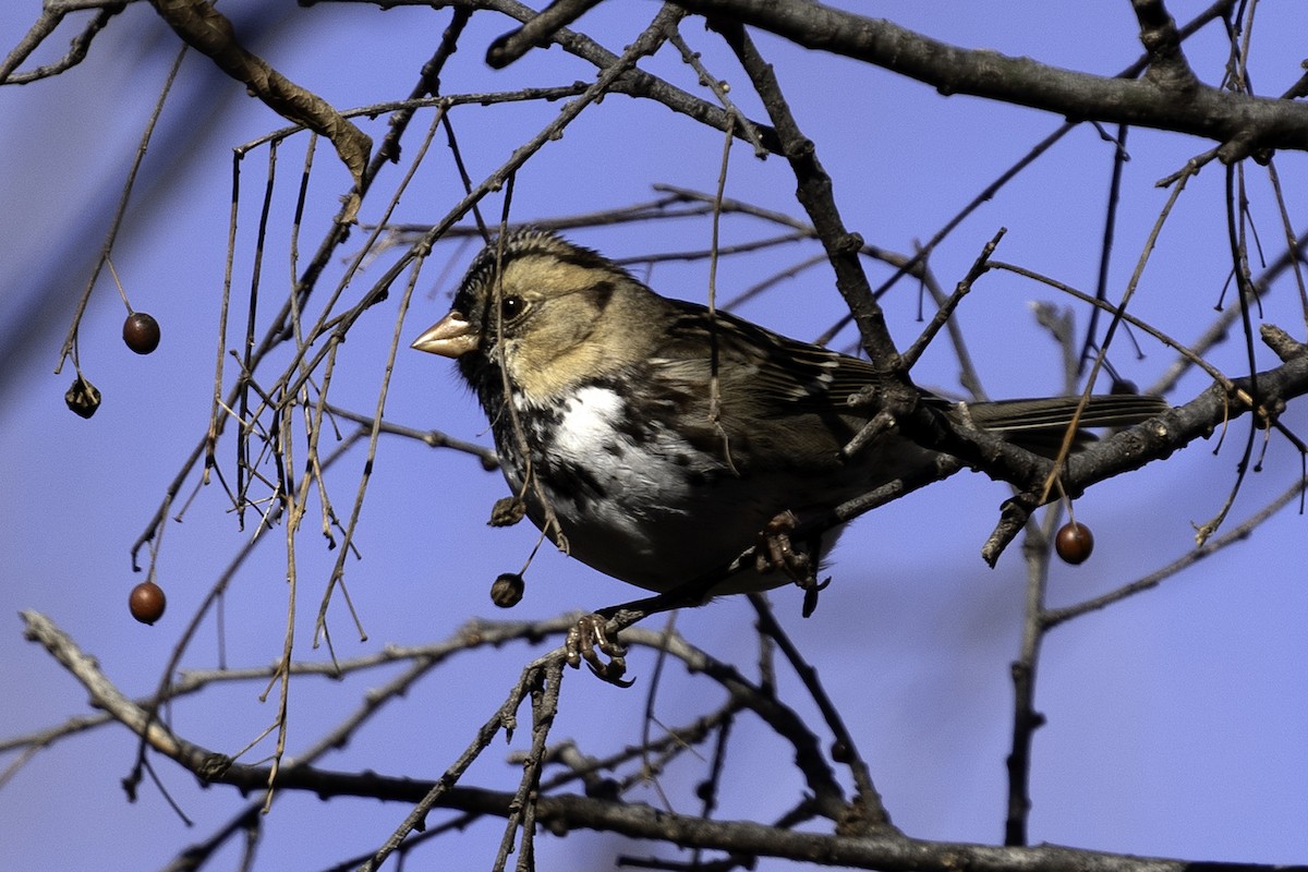 Harris's Sparrow - ML627410072