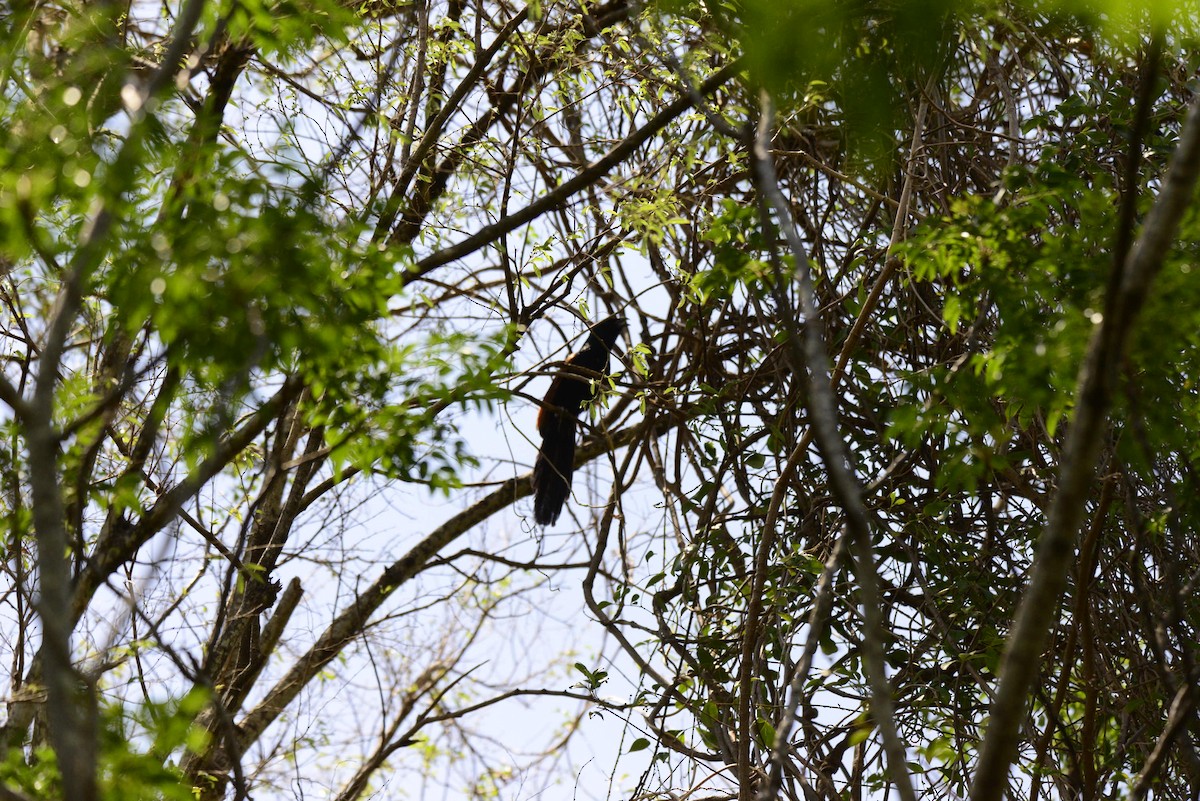 Coucal toulou - ML627410088