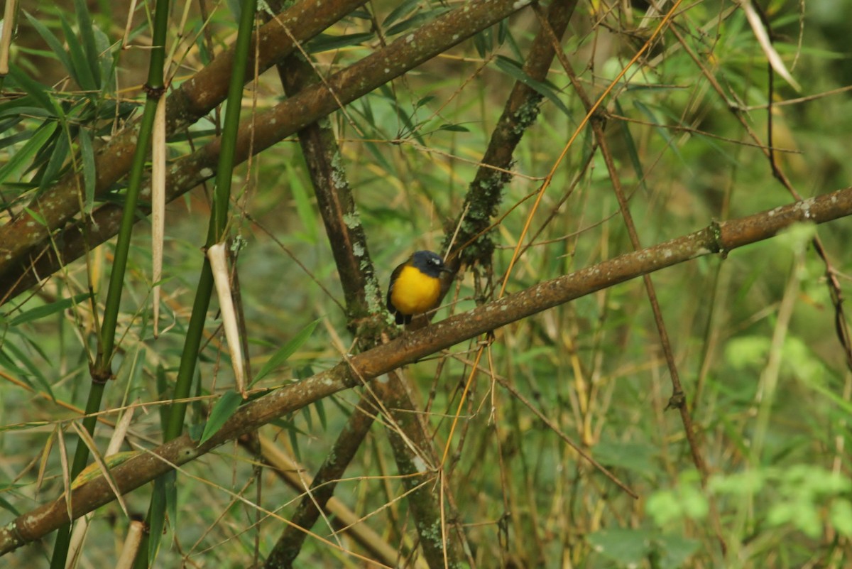 White-starred Robin - ML627410127