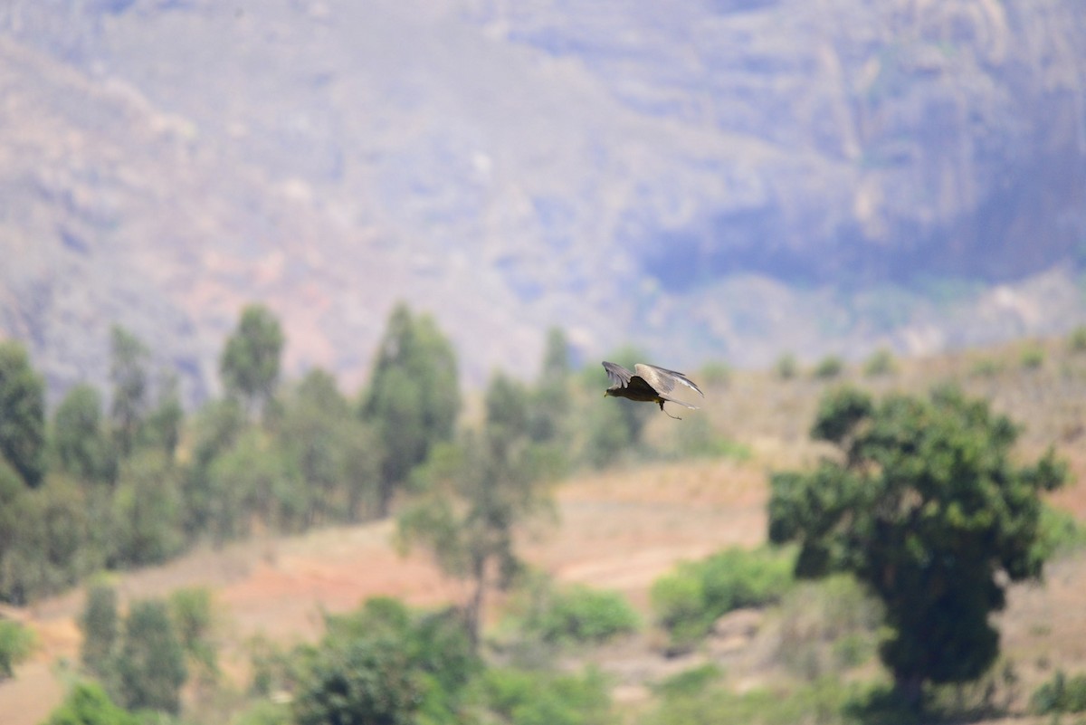 Milan noir - ML627410158