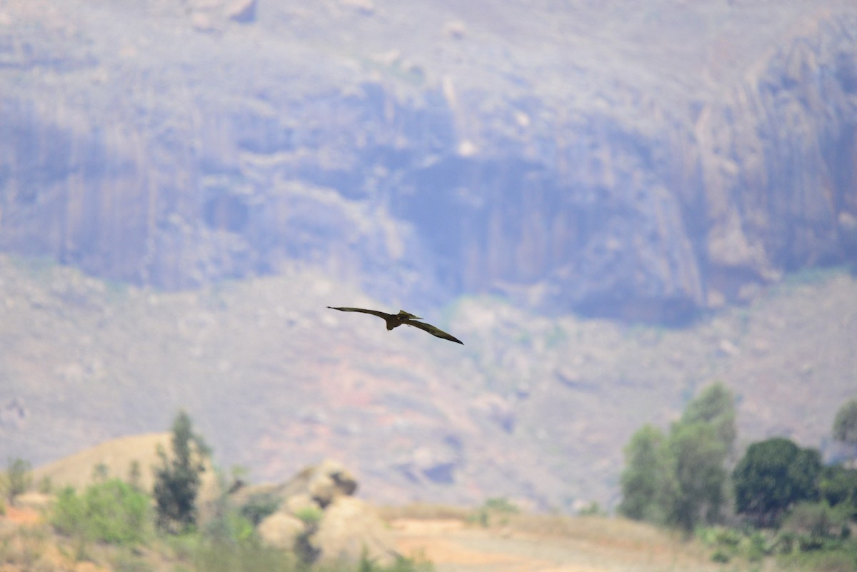 Milan noir - ML627410165