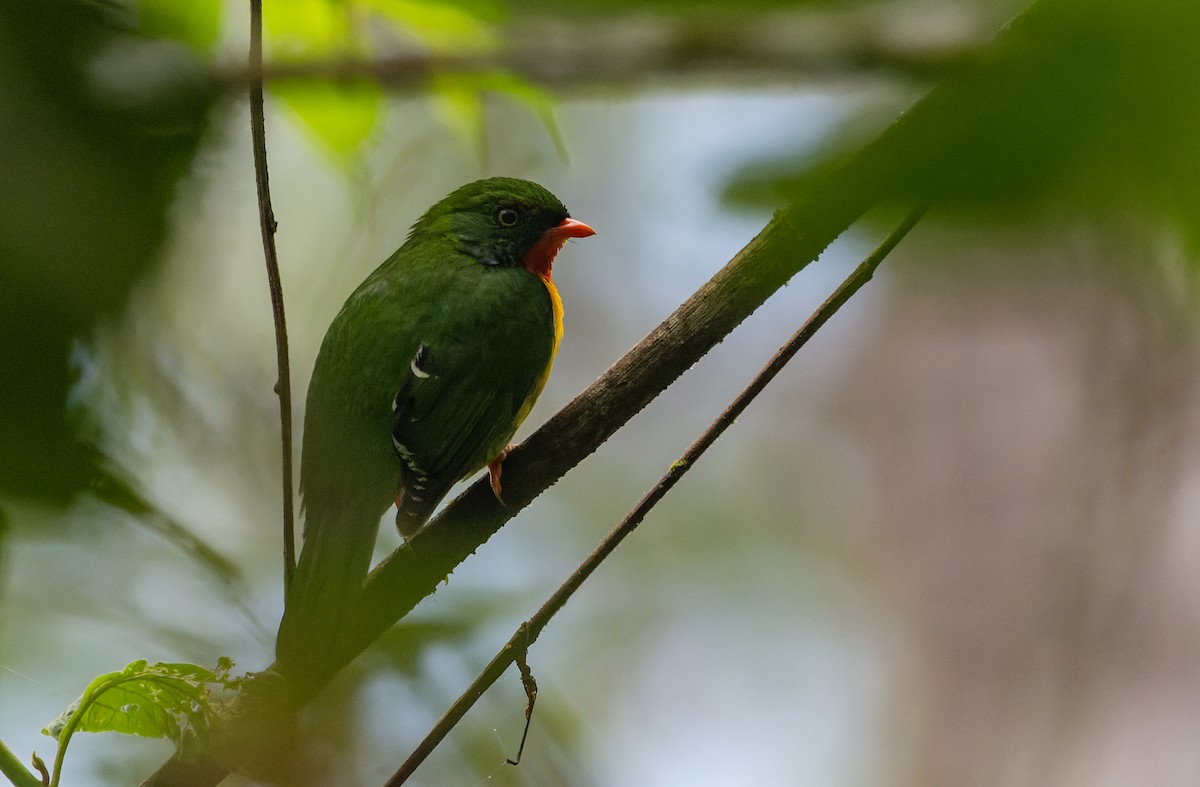 Scarlet-breasted Fruiteater - ML627410166