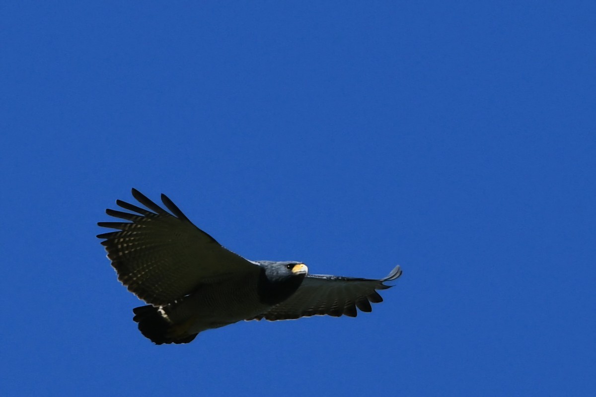 Barred Hawk - ML627410311