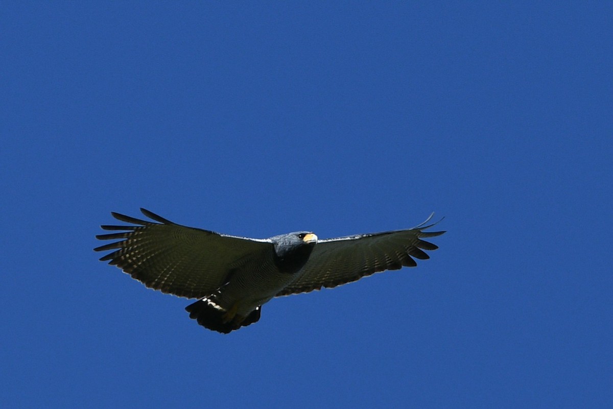 Barred Hawk - ML627410312