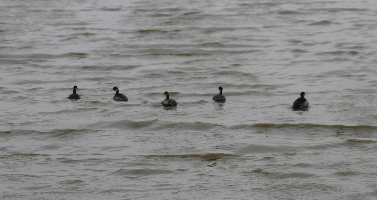 Eared Grebe - ML627410323