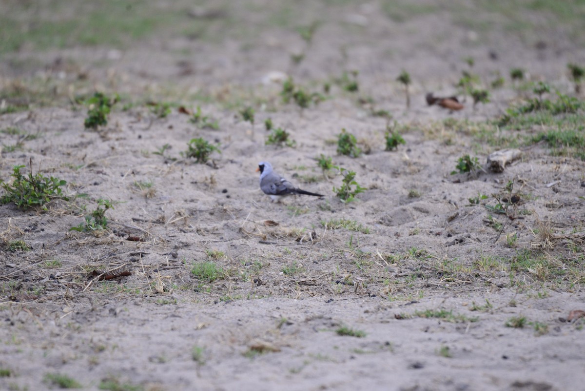 Tourtelette masquée - ML627410359