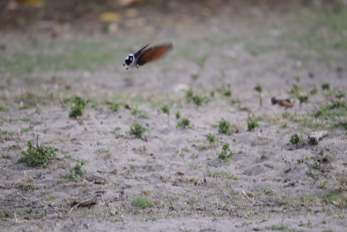 Tourtelette masquée - ML627410377