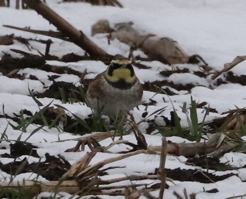 Horned Lark - ML627410387