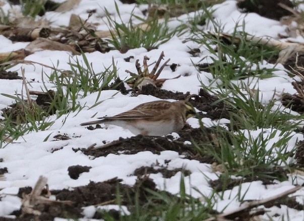 Horned Lark - ML627410395