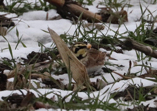 Horned Lark - ML627410396