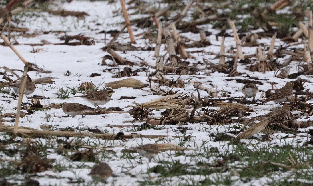 Horned Lark - ML627410398